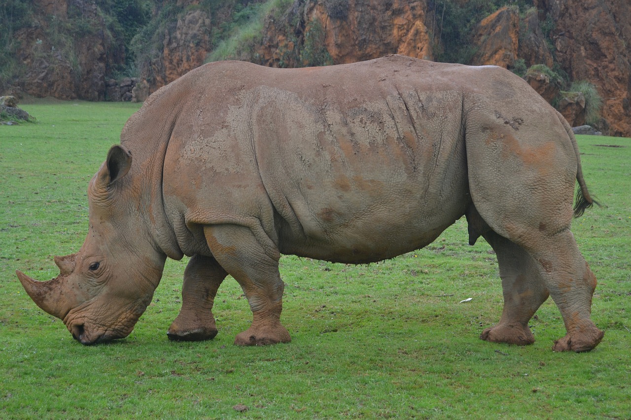 rhino animals africa free photo