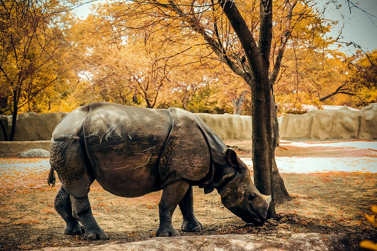 rhino nature animal free photo