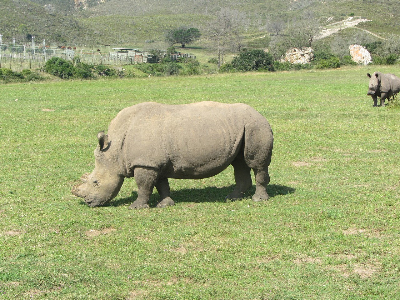 rhino africa safari free photo