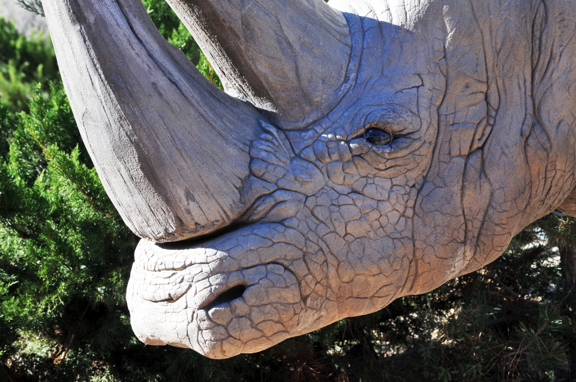 rhinoceros rhino head free photo
