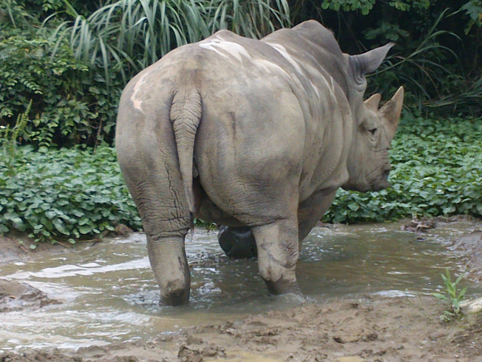 rhinoceros animal rhino free photo