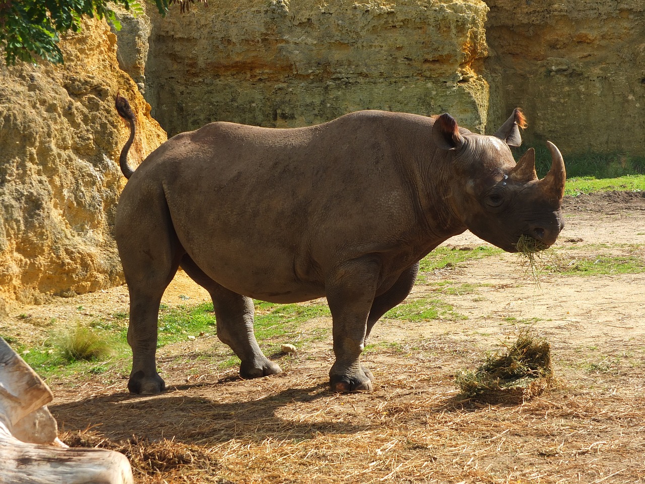rhinoceros black rhinoceros africa free photo