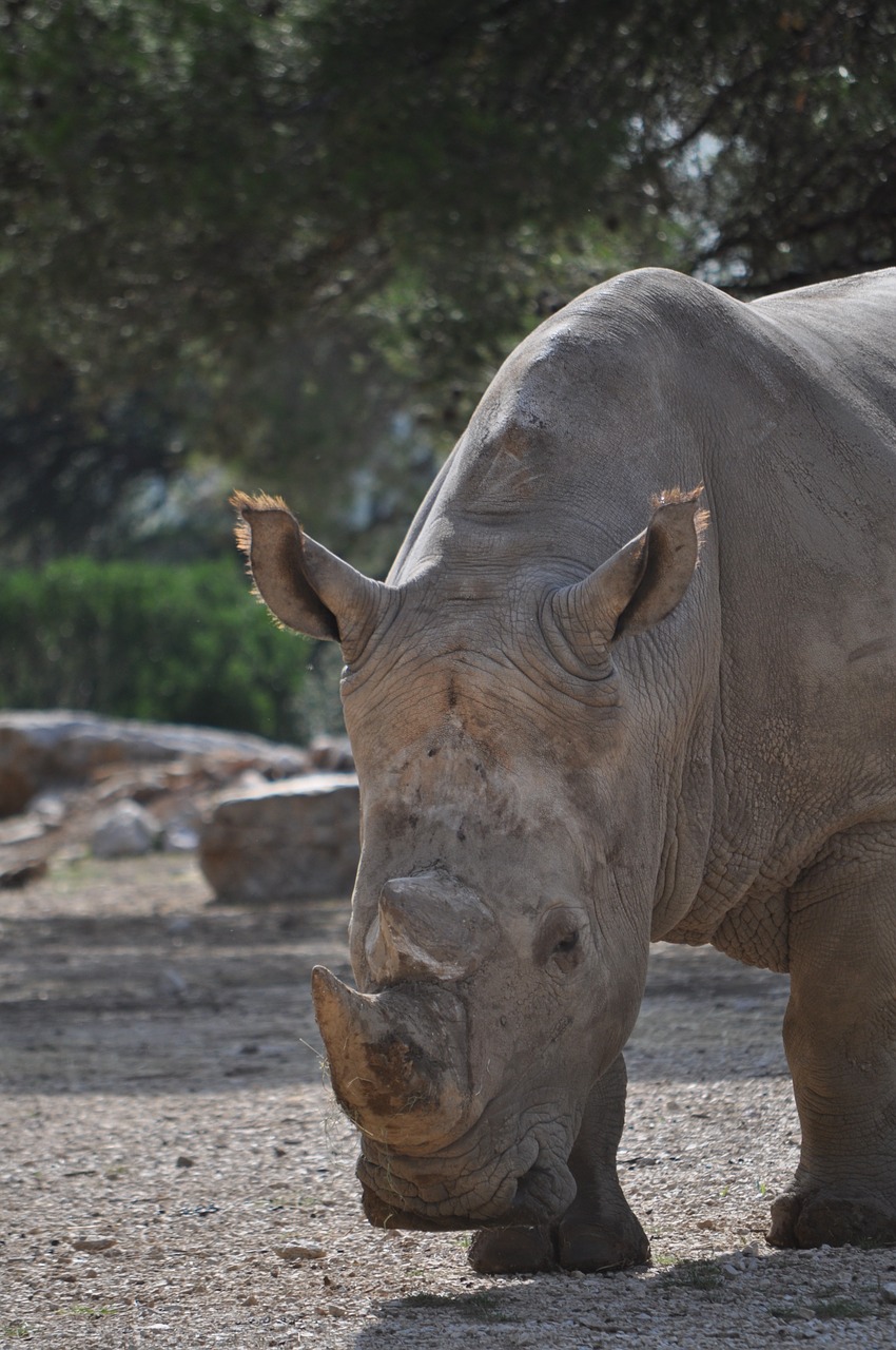 rhinoceros wild wild animal free photo