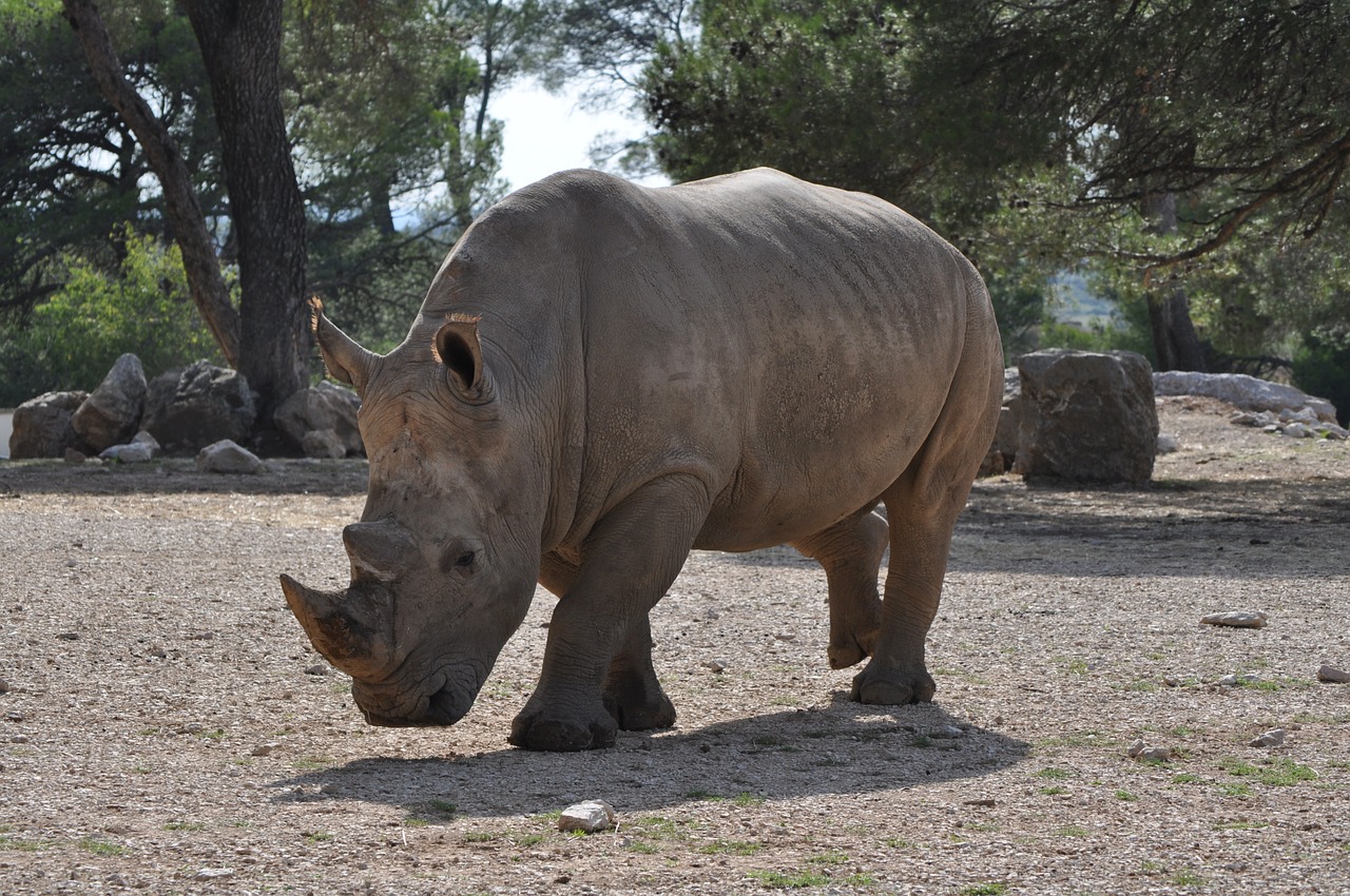 rhinoceros wild wild animal free photo