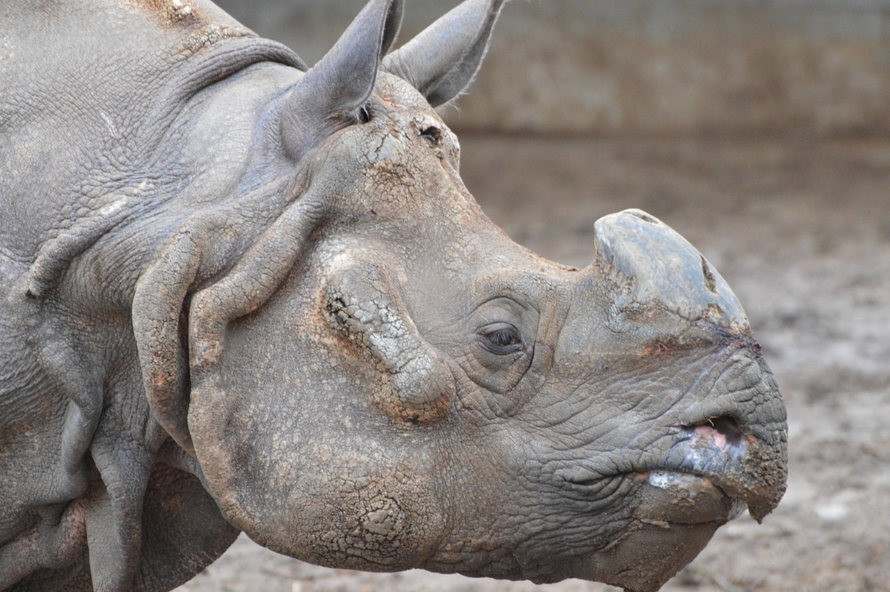 rhinoceros animals zoo free photo