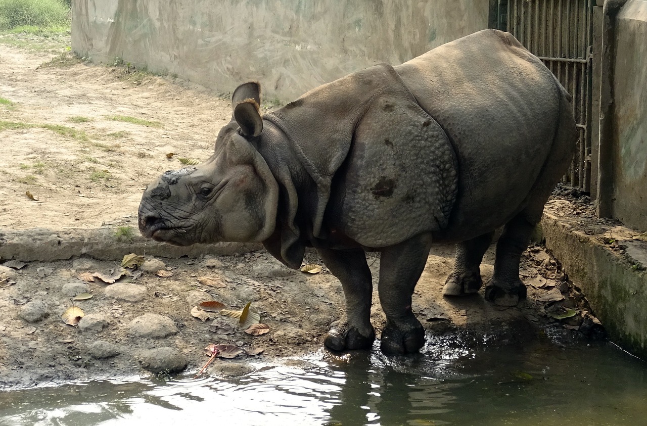 rhinoceros one-horned animal free photo