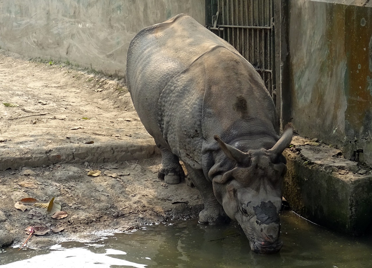 rhinoceros one-horned animal free photo