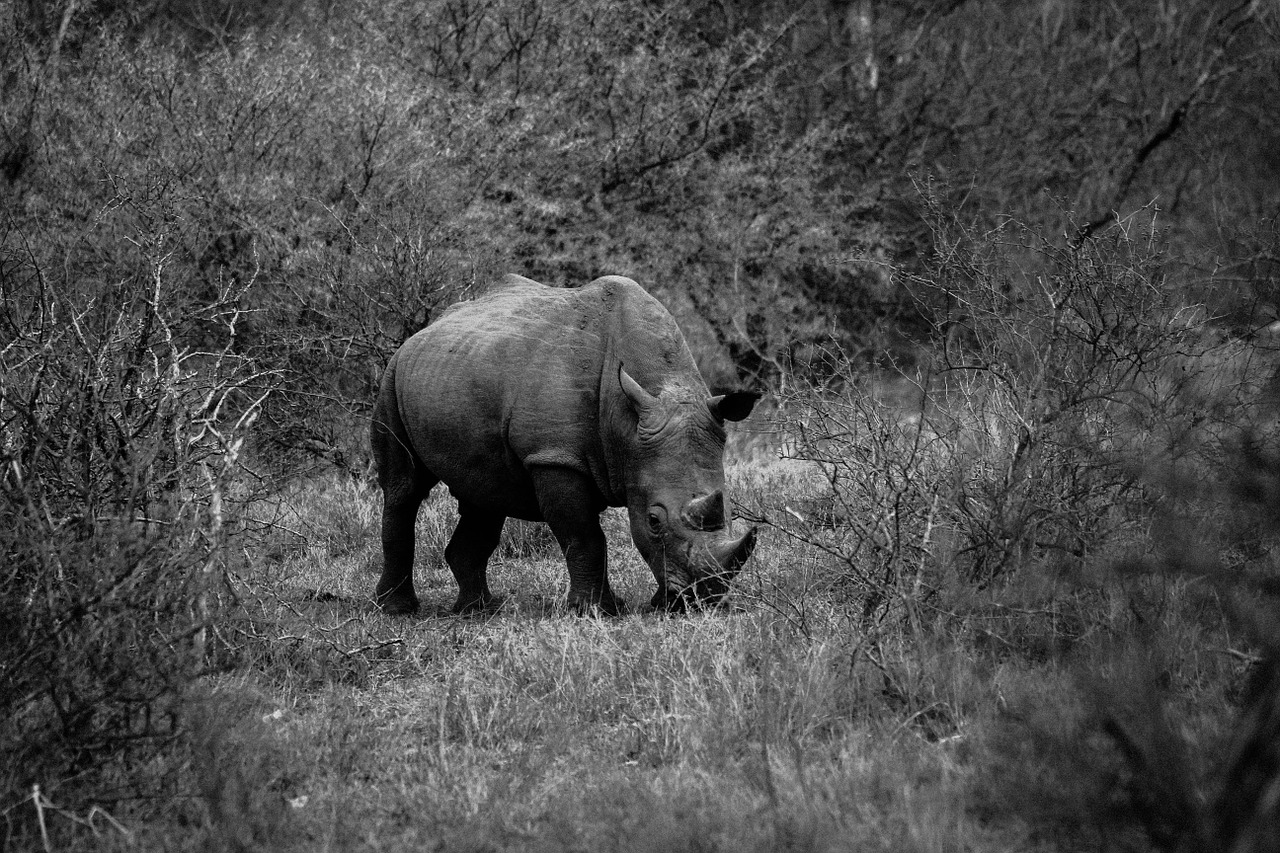 rhinoceros nature wildlife free photo