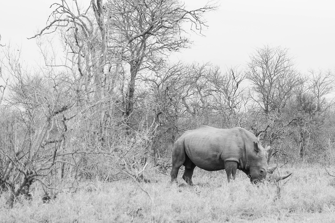 rhinoceros nature landscape grey free photo