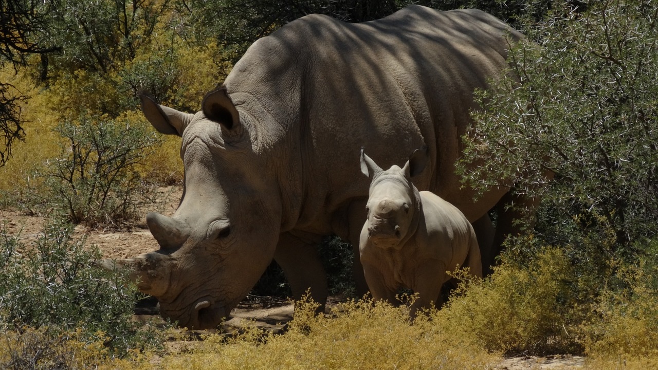 rhinoceros parents family free photo