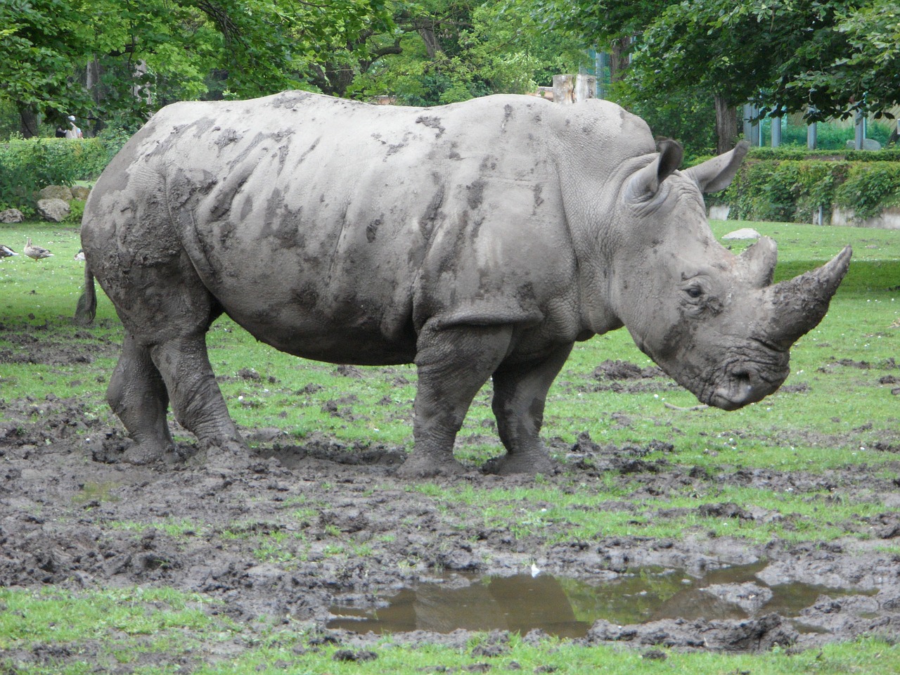 rhinoceros rhino zoo free photo