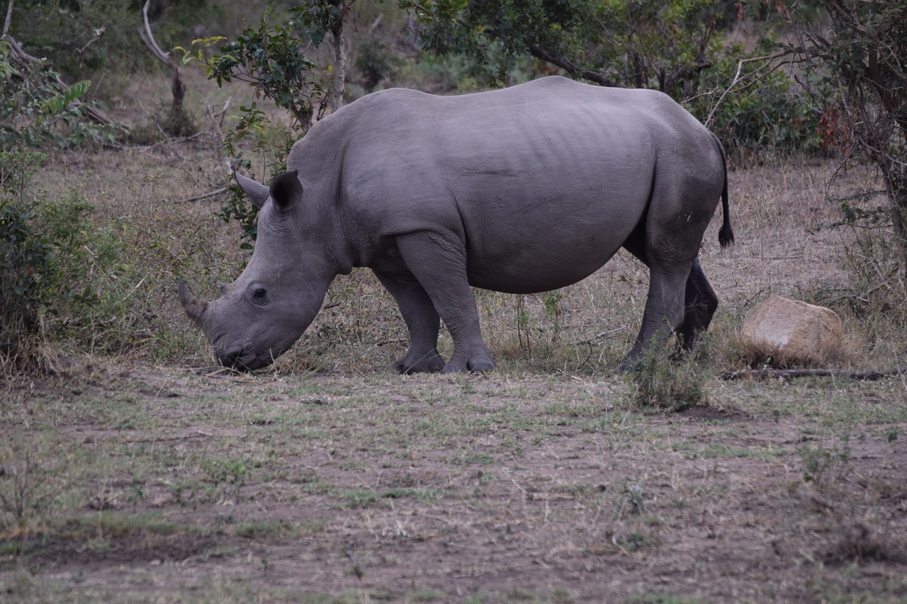 rhinoceros africa aminlals free photo
