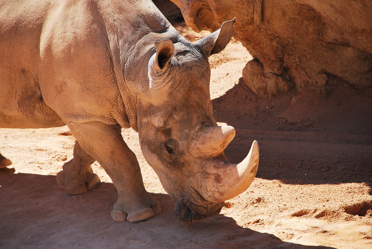 rhinoceros head walking free photo