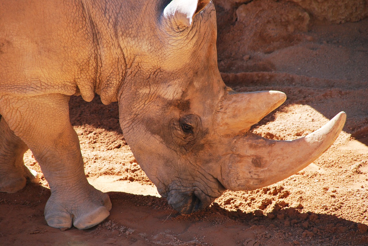 rhinoceros head walking free photo