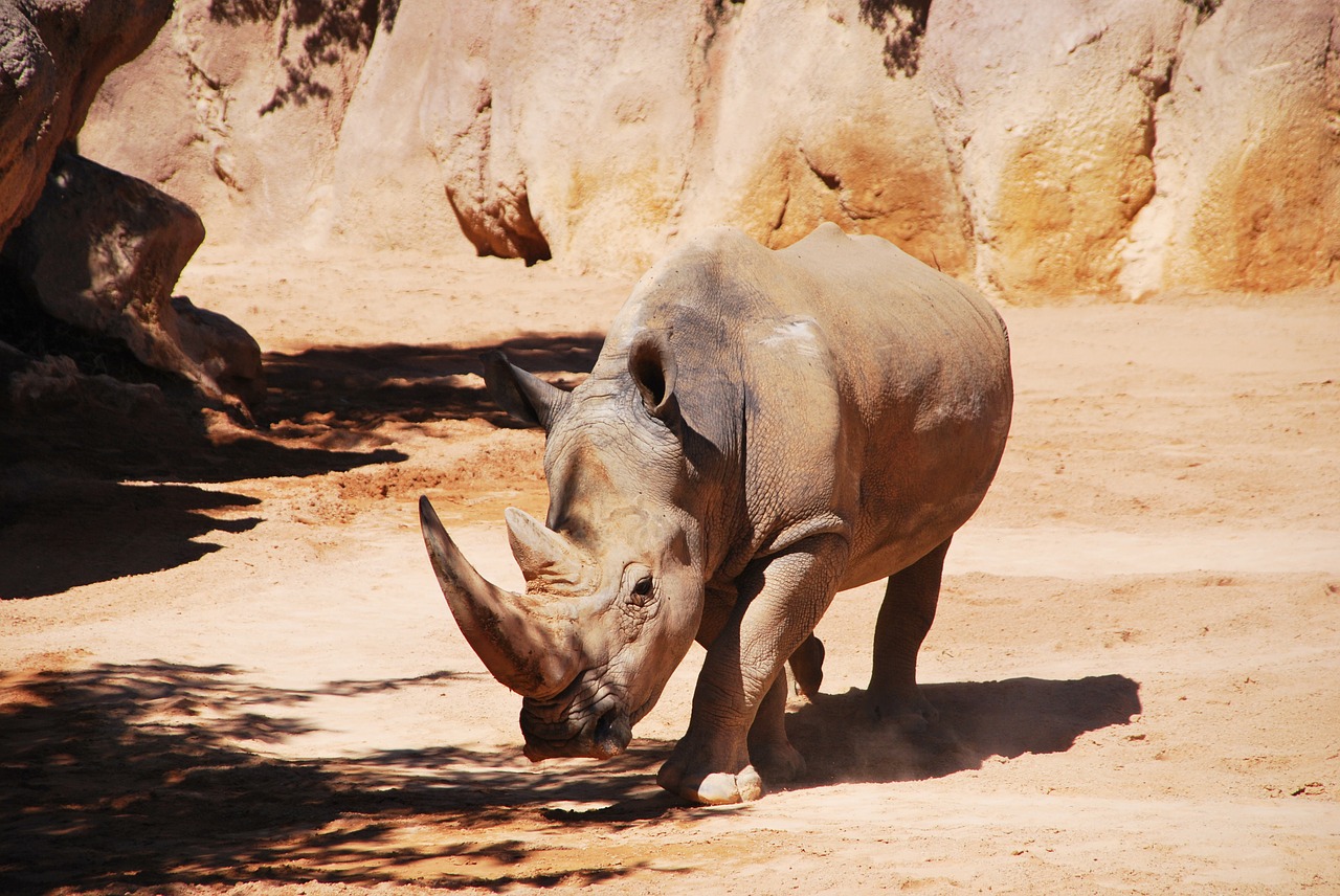 rhinoceros huge walking free photo