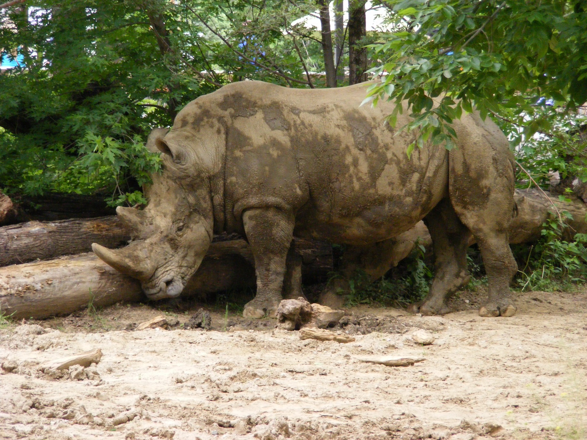 Download free photo of Animal,animals,zoo animal,zoo animals,rhino - from  