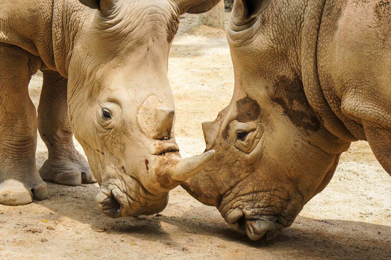 rhinoceros mammal animal free photo