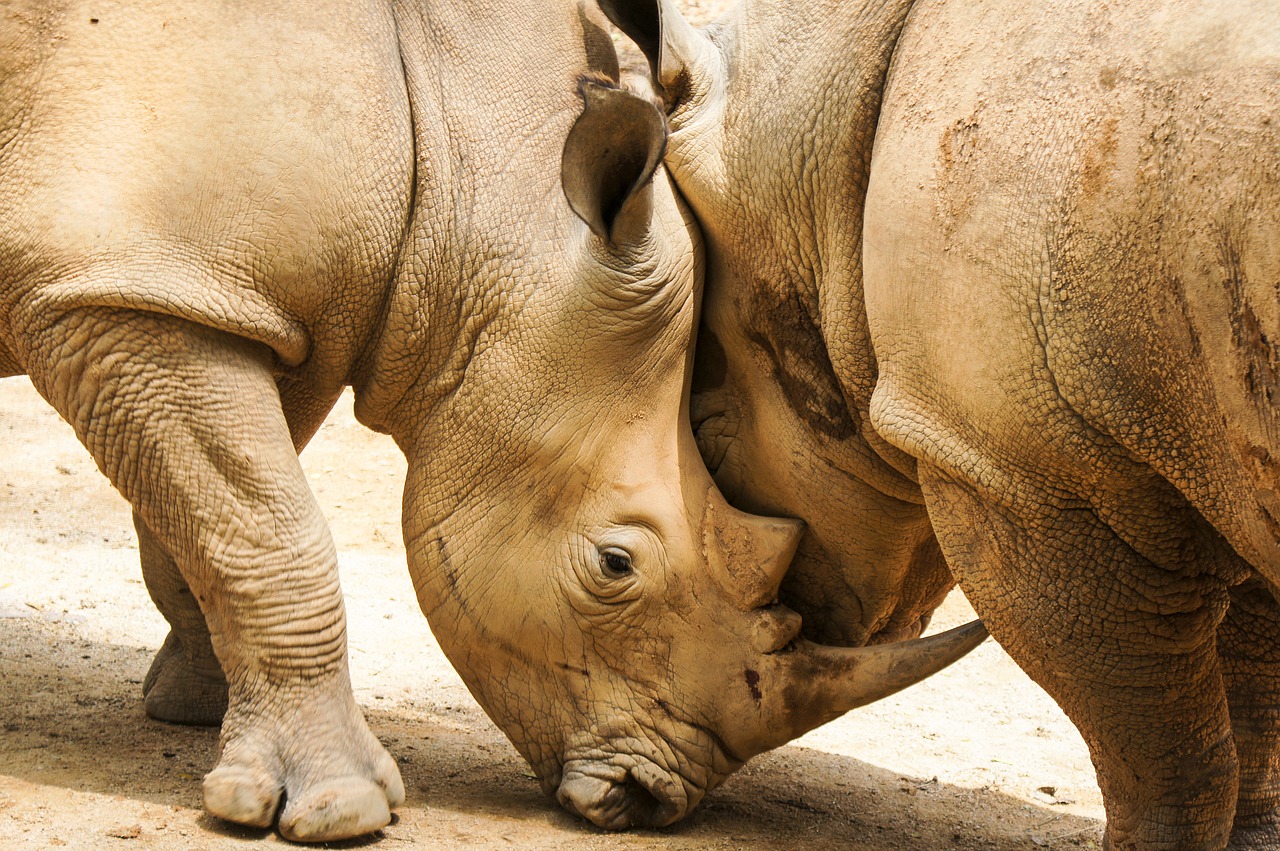 rhinoceros mammal animal free photo