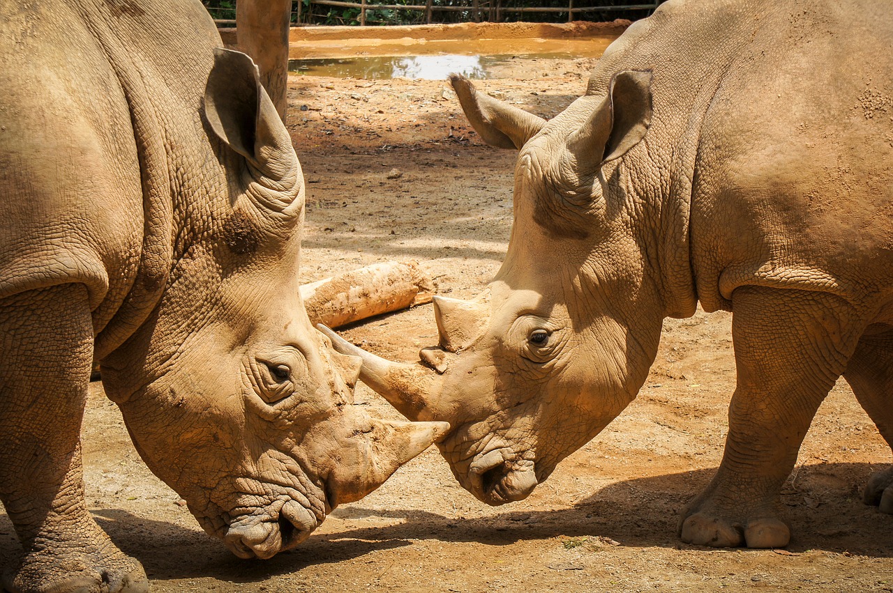 rhinoceros mammal animal free photo