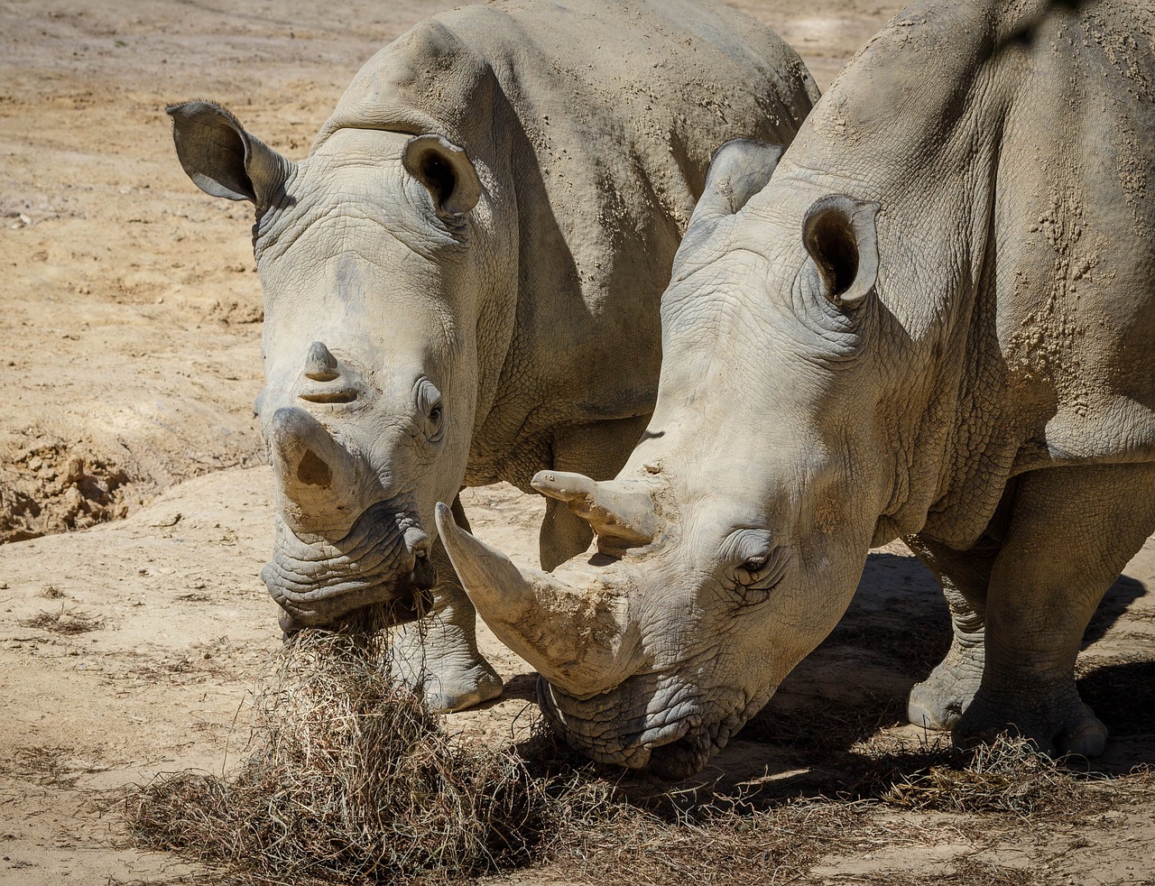 rhinoceros white rhinoceros white rhino free photo