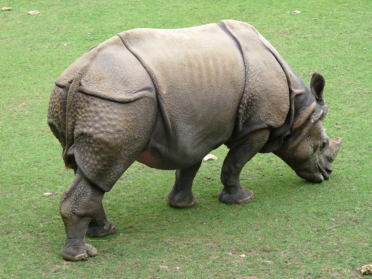 rhinoceros zoo wild animal free photo