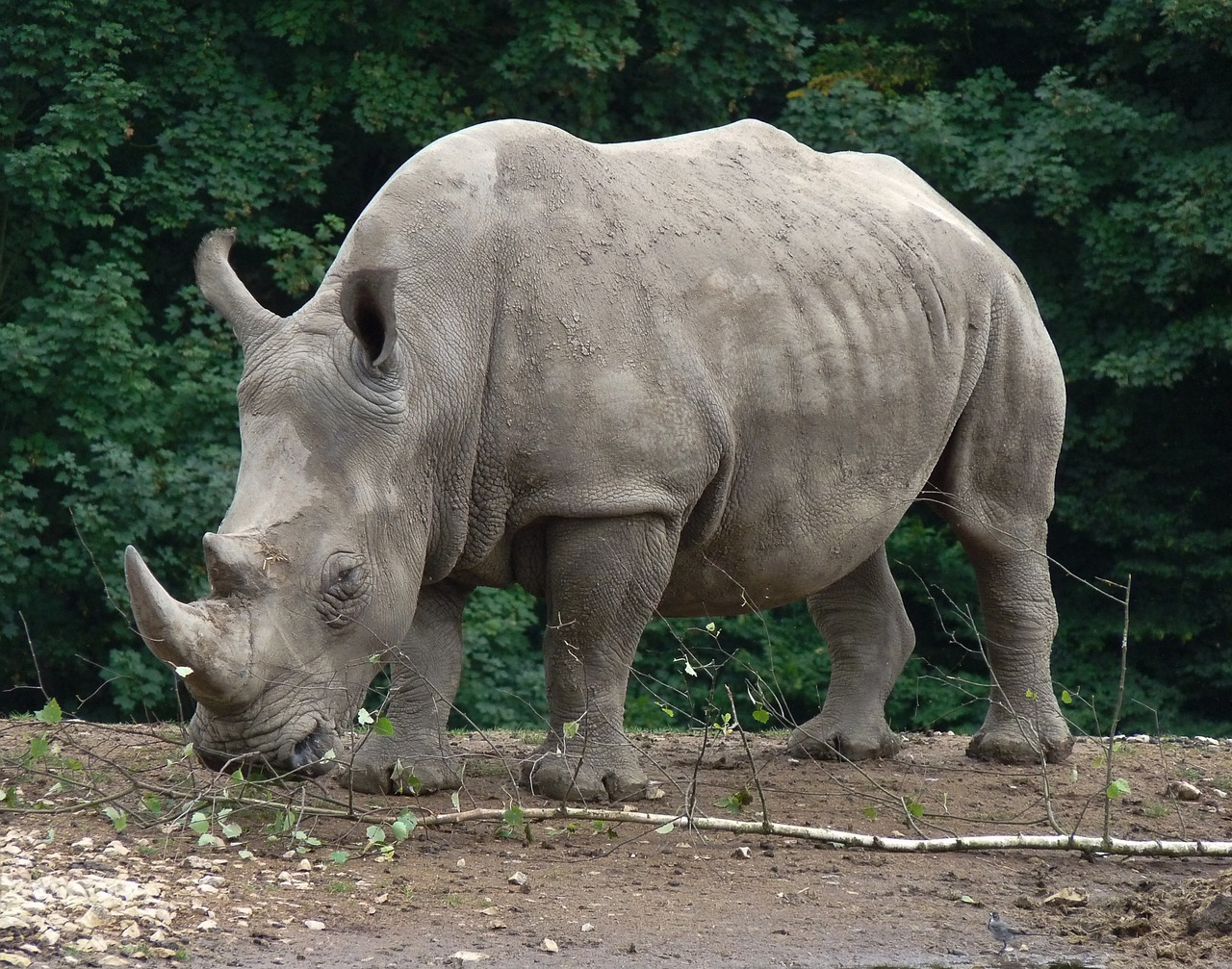 rhinoceros zoo wild animal free photo