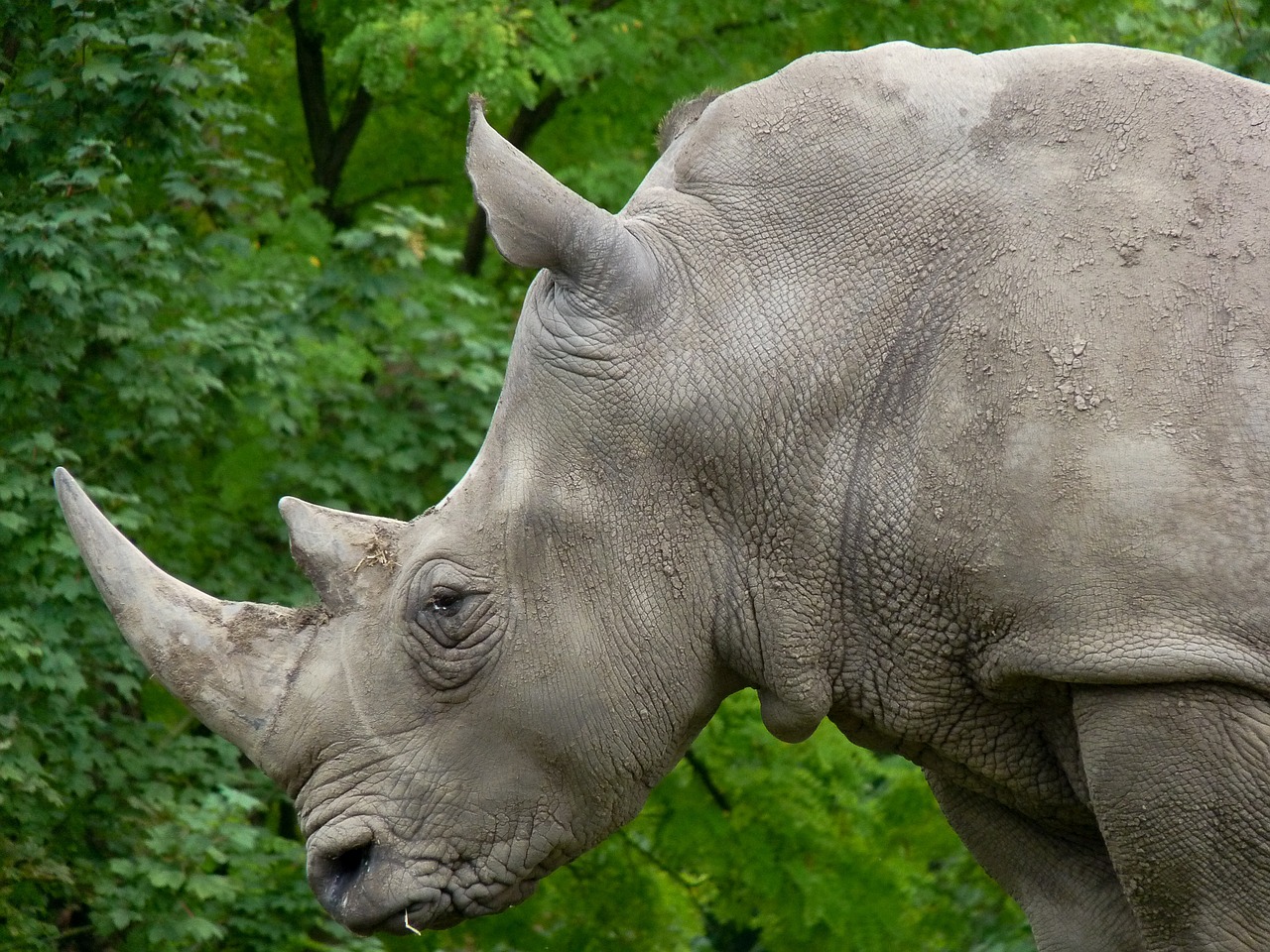 rhinoceros horns wild animal free photo