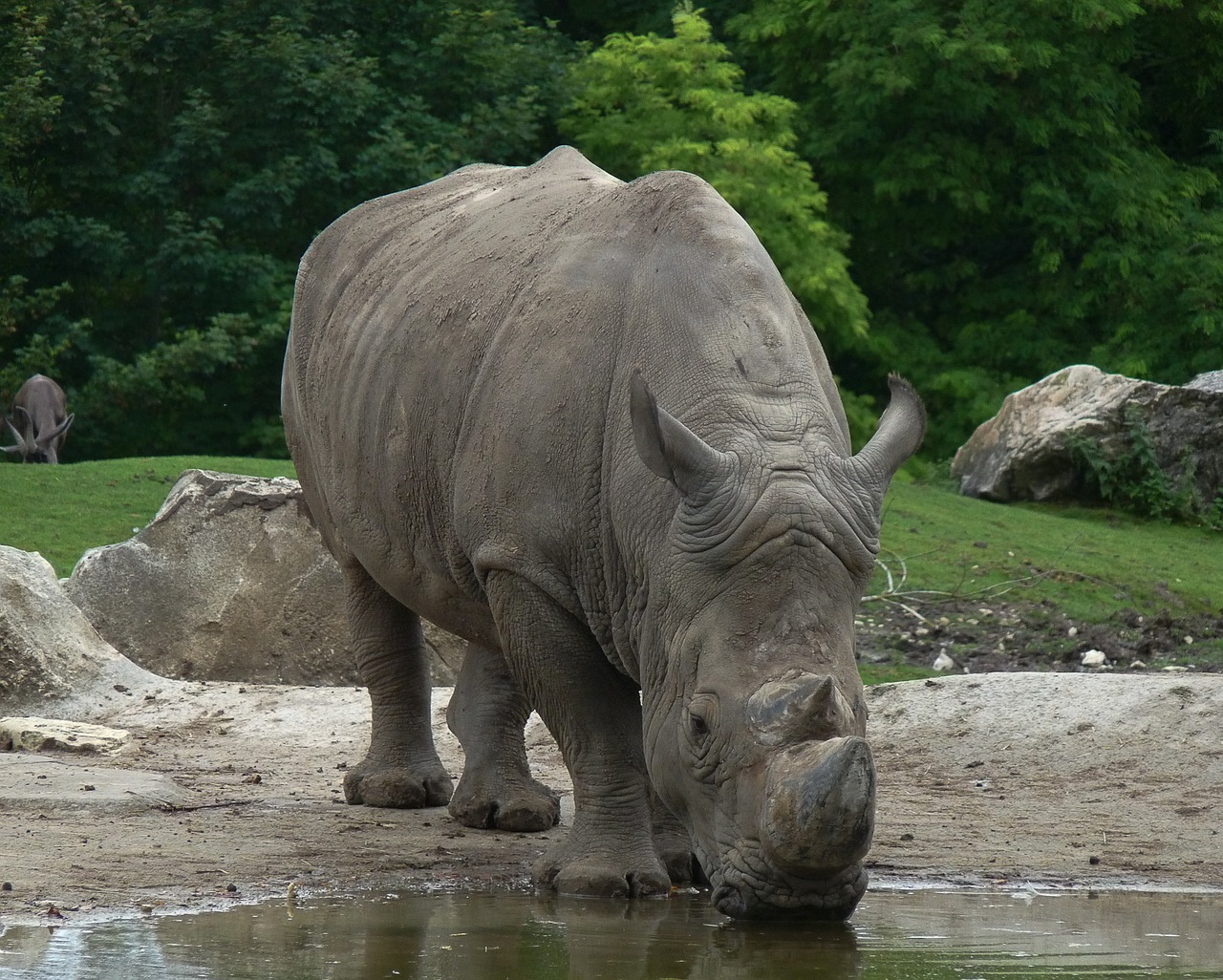 rhinoceros horns defenses free photo