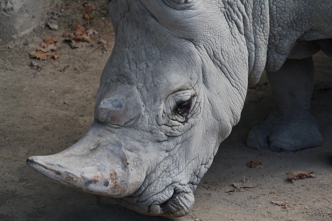 rhinoceros animal mammal free photo