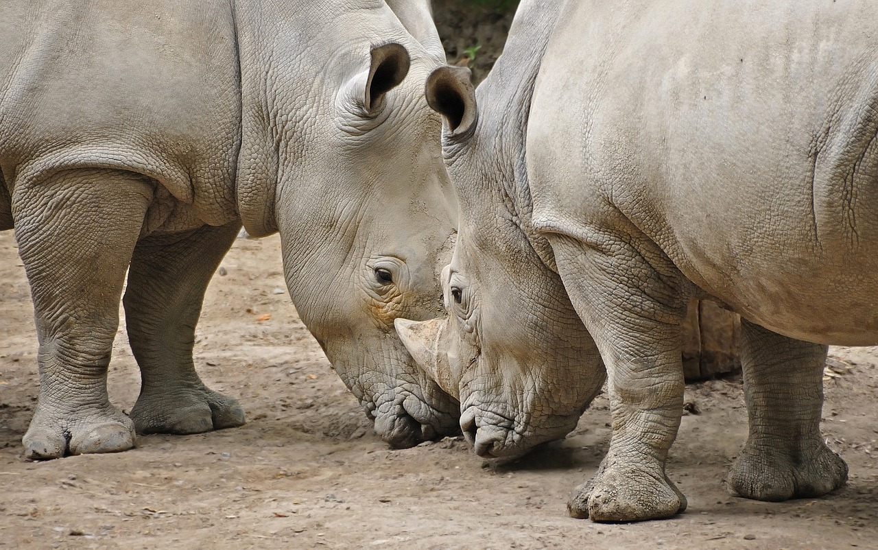 rhinoceros animal head-to-head free photo