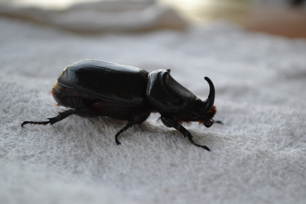 rhinoceros beetle seychelles free photo