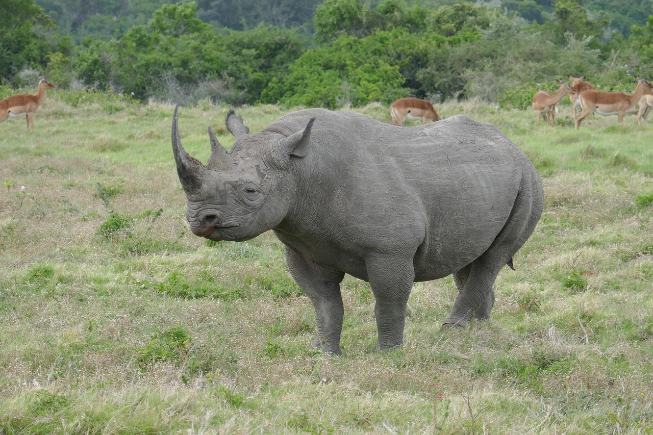 rhinoceros kariega animals free photo