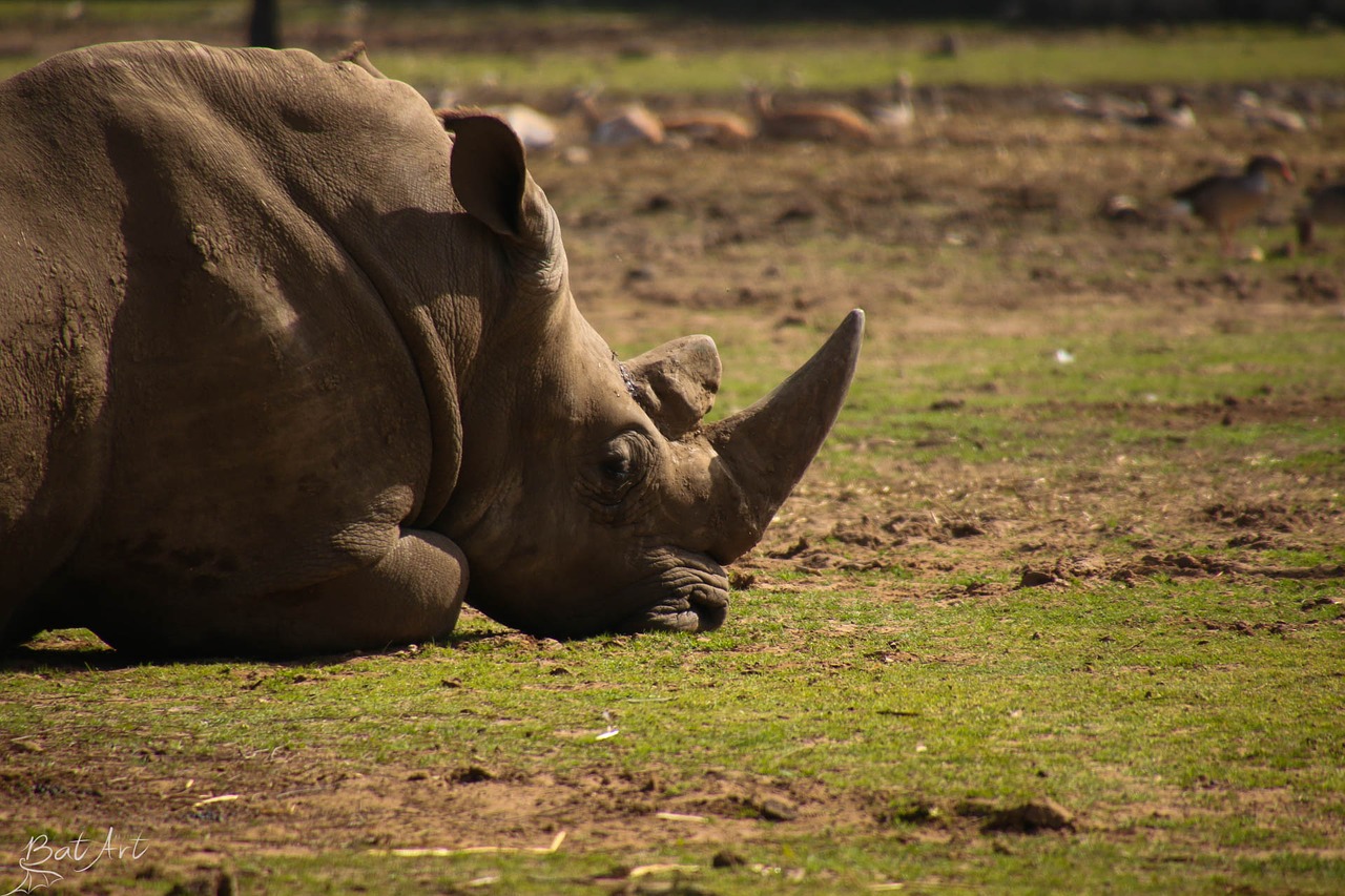 rhinoceros zoo wild free photo