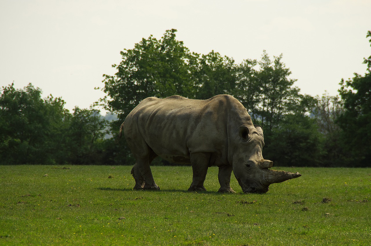 rhinoceros prairie animal free photo