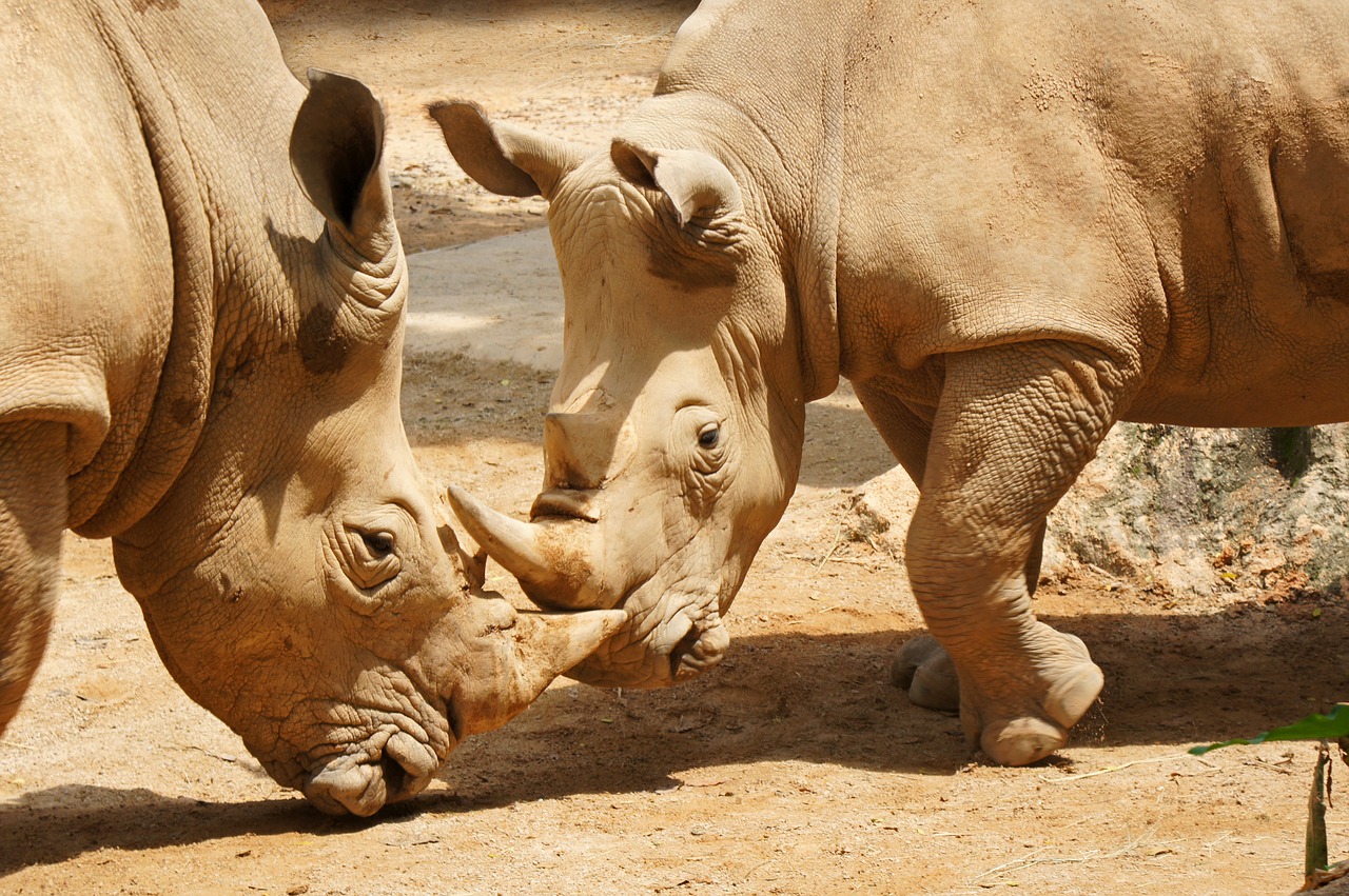 rhinoceros singapore zoo zoo free photo