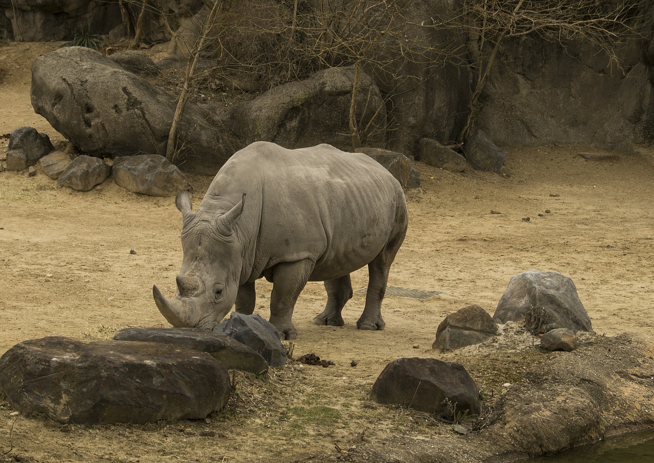rhinoceros rhinos zoo free photo