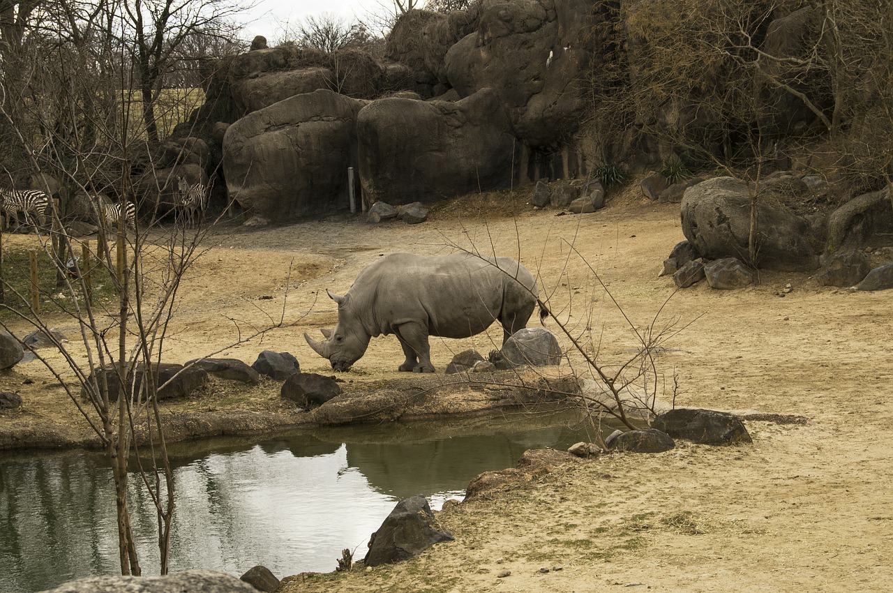 rhinoceros rhinos zoo free photo
