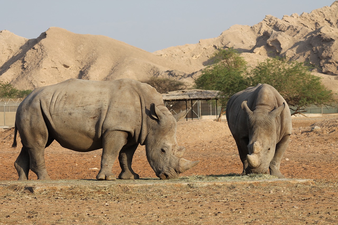 rhinoceros wildlife rhino free photo