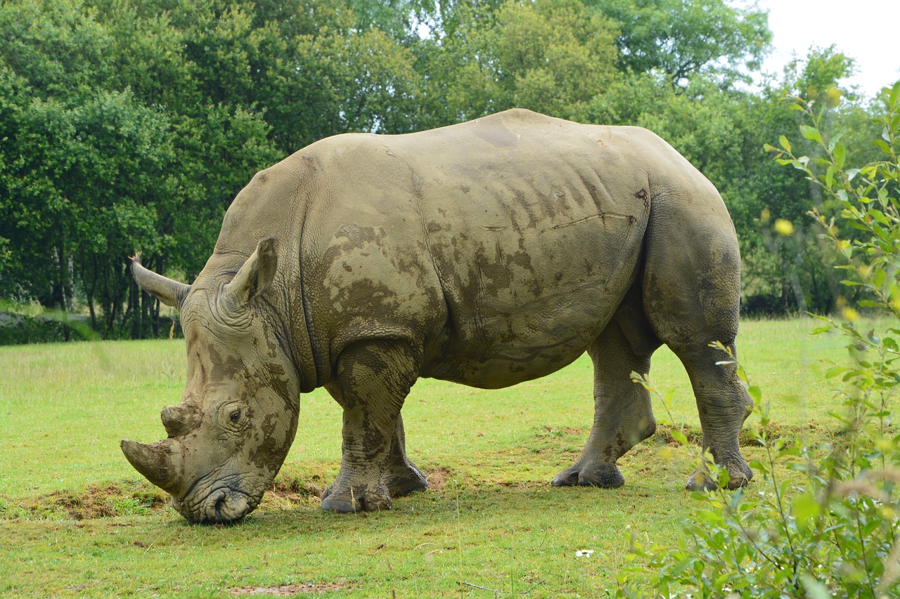 rhinoceros mammal herbivore free photo