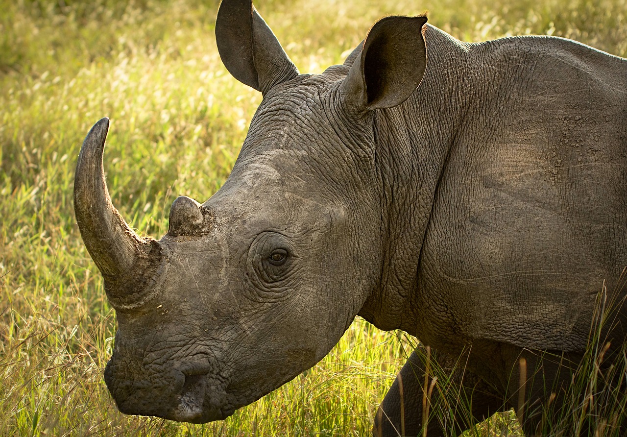 rhinoceros wildlife endangered free photo