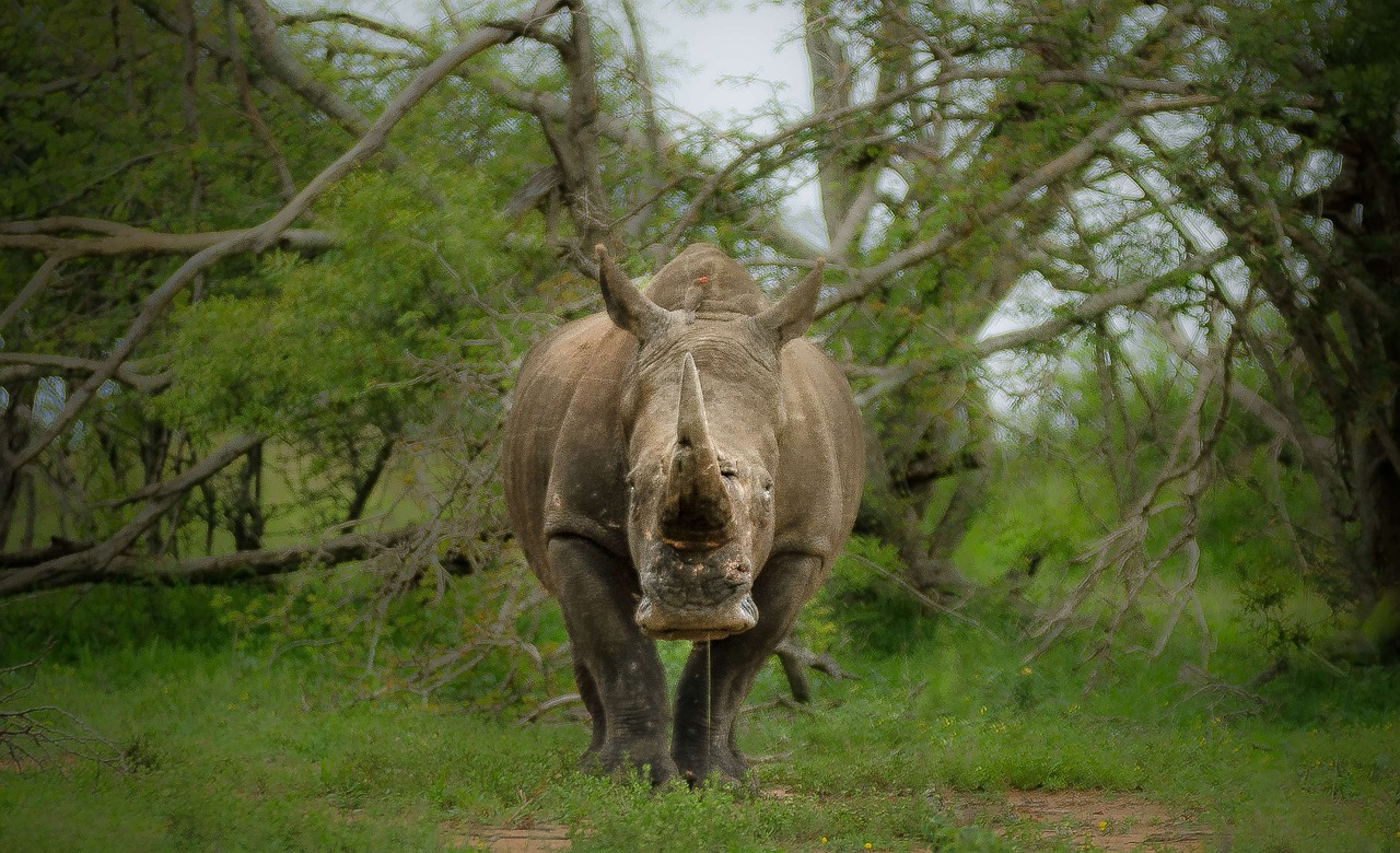 rhinoceros large full free photo