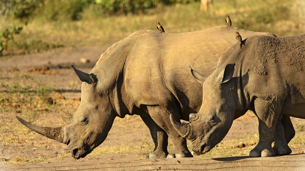 rhinoceros close horns free photo