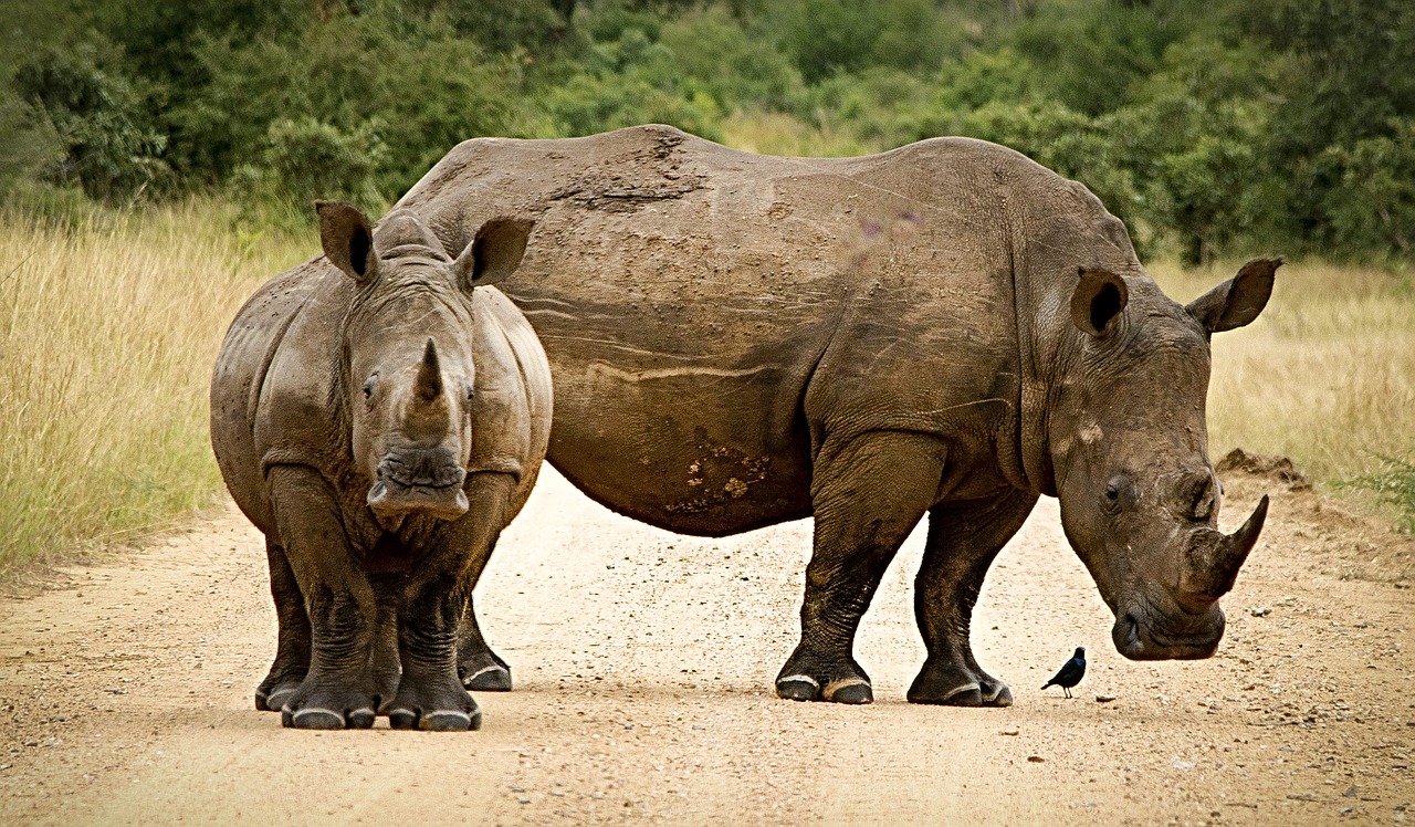 rhinoceros close couple free photo