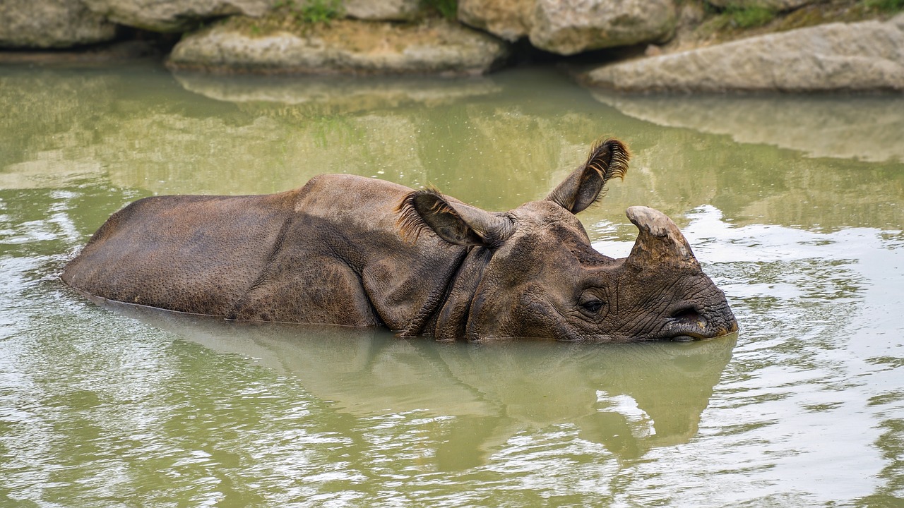 rhinoceros water mare free photo