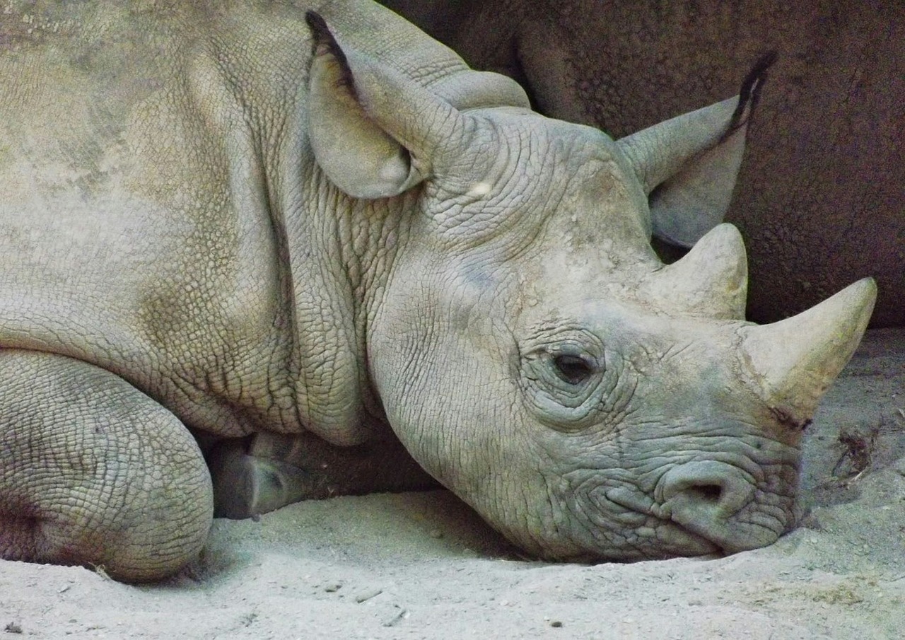 rhinoceros kel animals free photo