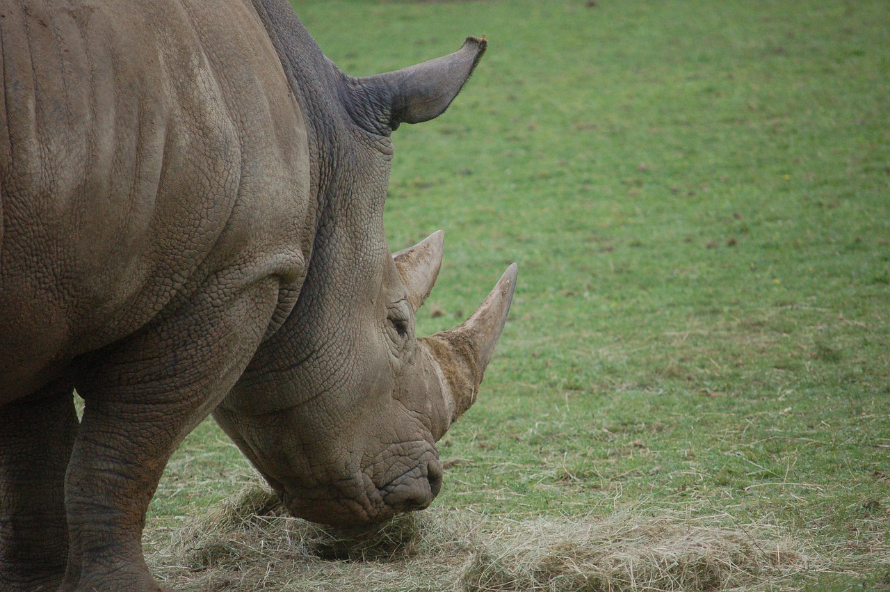 rhinoceros rhino eating free photo