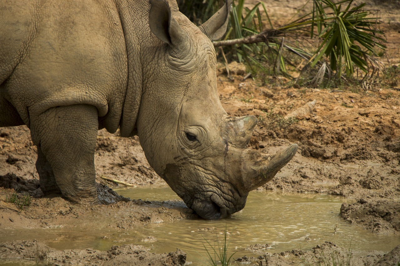 rhinoceros safari africa free photo