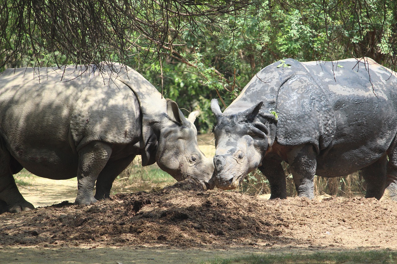 rhinoceros  zoo  couple free photo