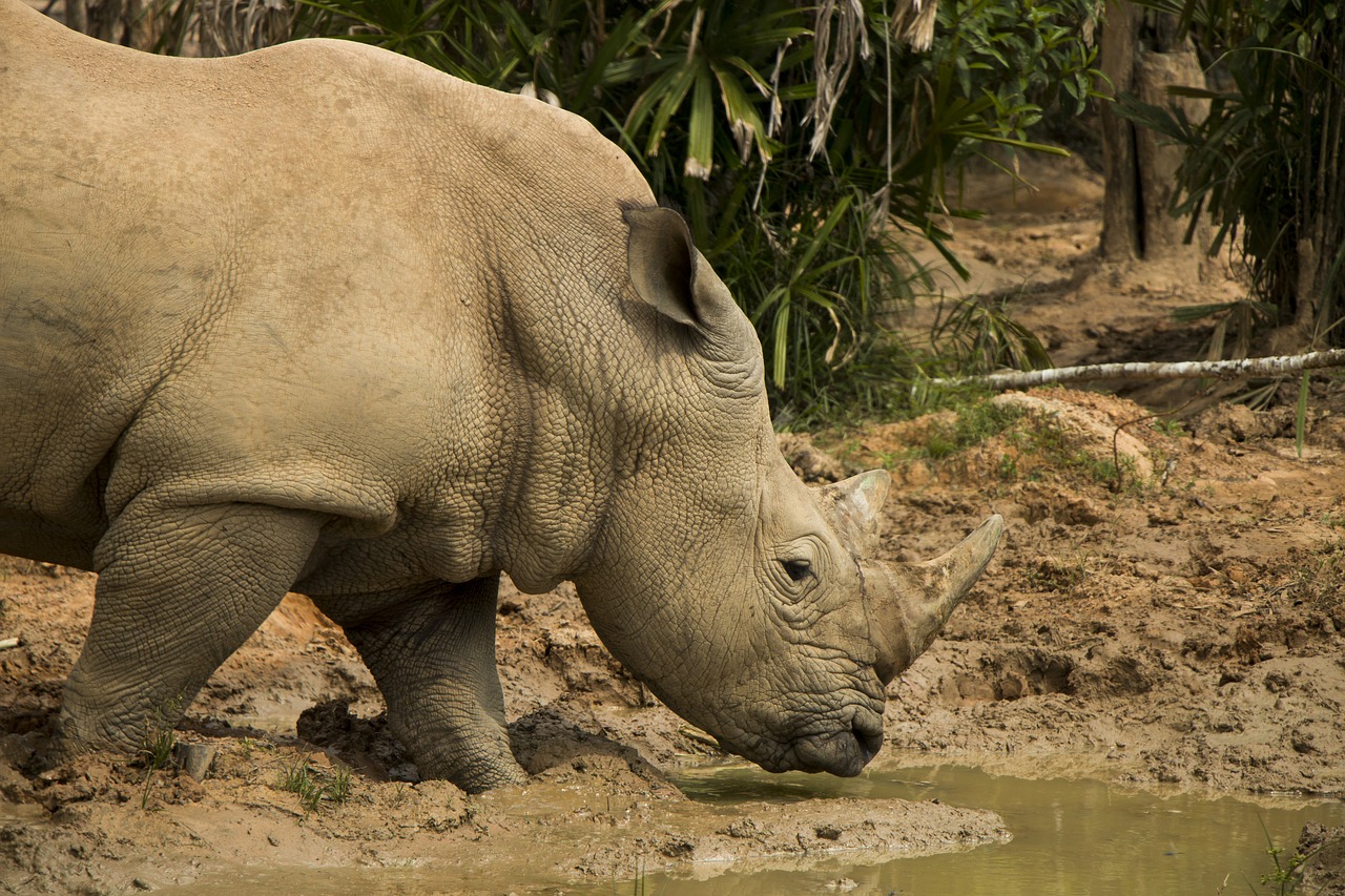 rhinoceros  safari  animal free photo
