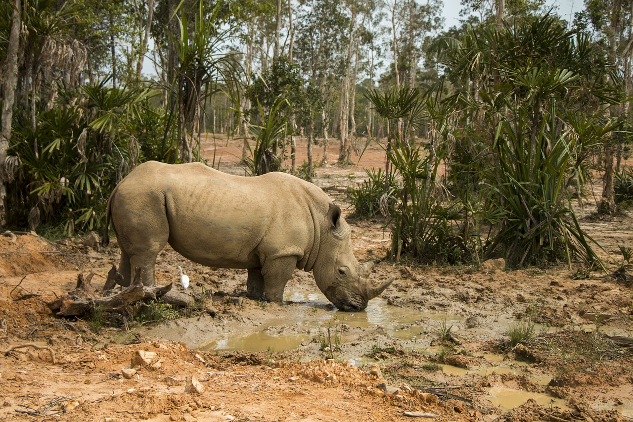 rhinoceros  safari  animal free photo